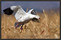 Snow Goose 5406 Thumbnail